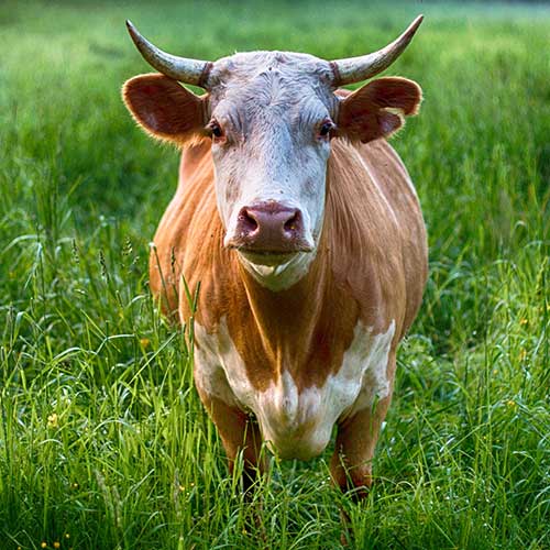Bovino carne