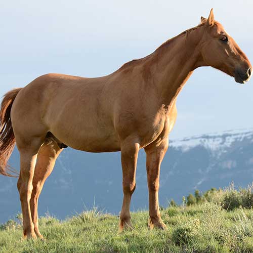Caballos