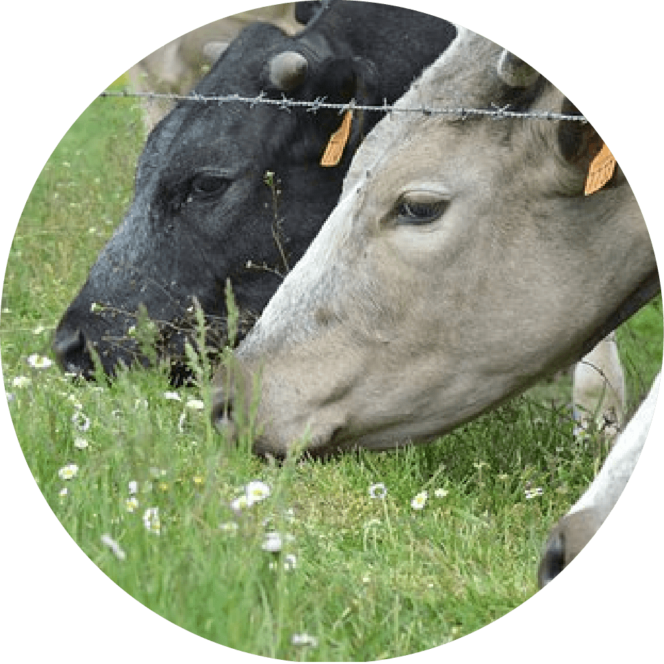 vitasal vacas secas